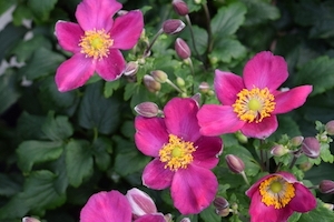 Anemone 'Red Riding Hood' New 2022